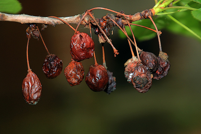 Le temps des cerises est révolu , mais il en reste quelques-unes pour mes amis dont tu fais partie .