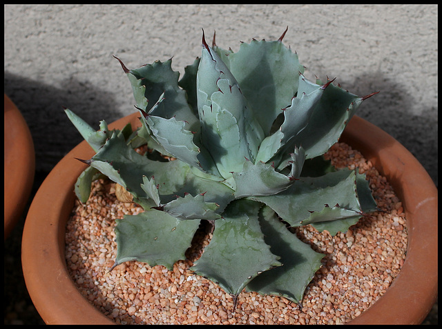 Agave isthmensis (2)