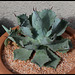 Agave isthmensis (2)