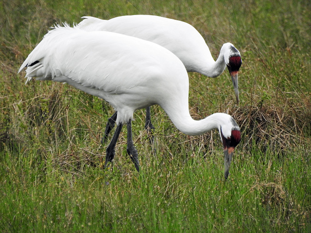 Day 2, Whooping Cranes / Grus americana