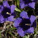 Gentiana acaulis, Gentianaceae, Alpes FR