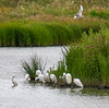 Little egrets