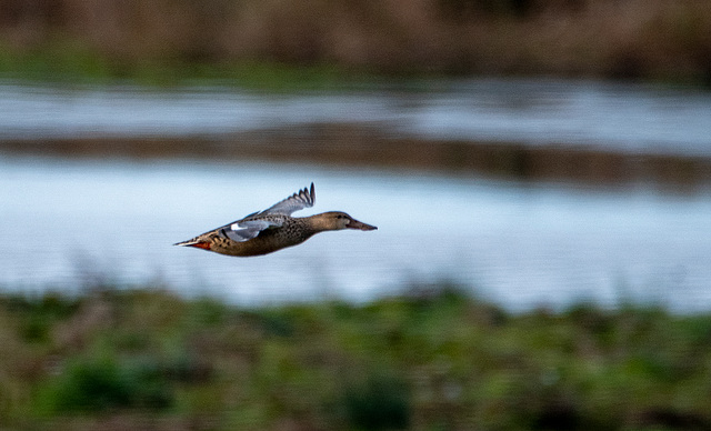 Shoveller duck in flight