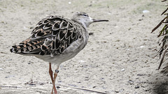 20200301 6578CPw [D~MS] Kampfläufer, Zoo,  Münster