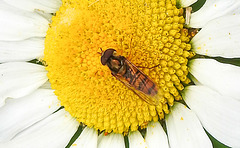 20200609 8306CPw [D~LIP] Schwebfliege {Hain-} (Episyphus balteatus), [Wander-, Winterschwebfliege], Bad Salzuflen