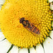 20200609 8306CPw [D~LIP] Schwebfliege {Hain-} (Episyphus balteatus), [Wander-, Winterschwebfliege], Bad Salzuflen
