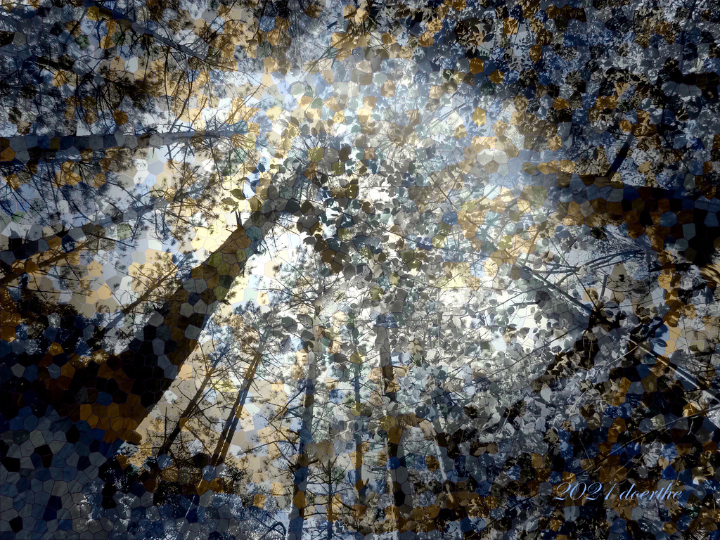 The Wonders Of A Forest