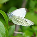 Pieris napi beim Trocknen seiner Flügel