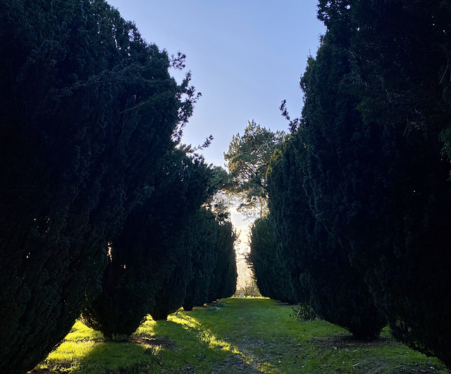 Yew-Trees