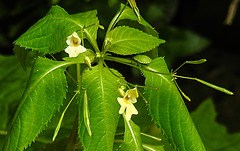 20230710 1673CPw [D~LIP] Kleinblütiges Springkraut (Impatiens parviflora), Grüne Stinkwanze (Palomena prasina) [Nymphe], Bad SalzuflenBad Salzuflen