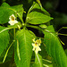 20230710 1673CPw [D~LIP] Kleinblütiges Springkraut (Impatiens parviflora), Grüne Stinkwanze (Palomena prasina) [Nymphe], Bad SalzuflenBad Salzuflen