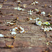Scattered petals