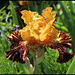 Iris Spiced Tiger