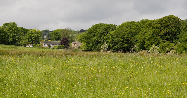 Mayfield meadow