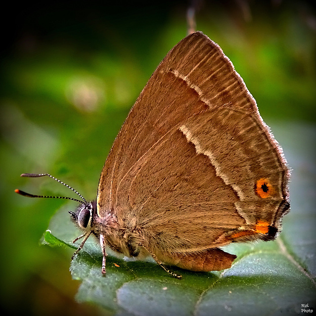 Thécla du chêne, Purple Hairstreak, Nazarena, Eichenzipfelfalter