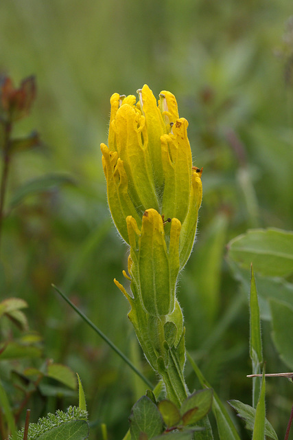 Golden Paintbrush