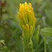 Golden Paintbrush