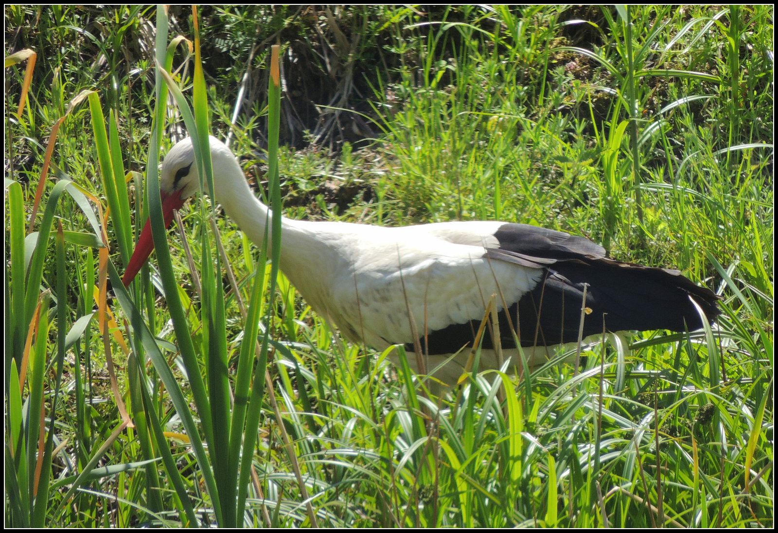 Stork in my backgarden