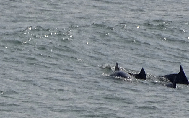 DSC05271a - boto-da-tainha Tursiops truncatus gephyreus, Cetaceae