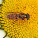 20200609 8307CPw [D~LIP] Schwebfliege {Hain-} (Episyphus balteatus), [Wander-, Winterschwebfliege], Bad Salzuflen