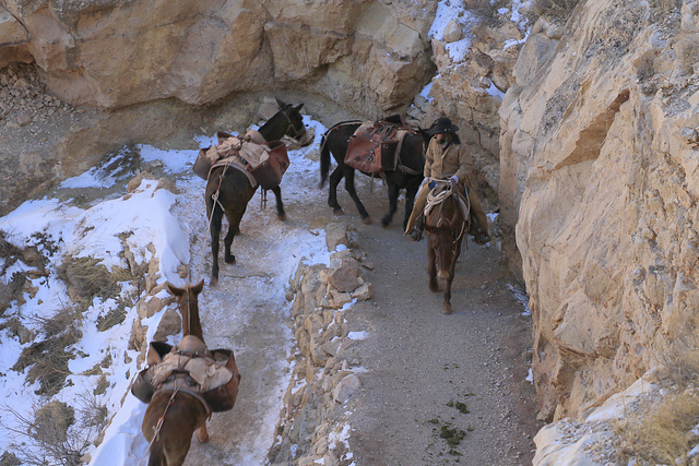 Mule Train, Grand Canyon