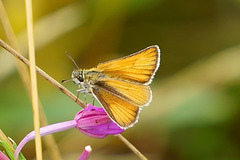 Die Dickköpfe fliegen noch