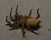 IMG 0183 Spider