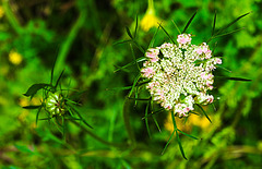 20230710 1674CPw [D~LIP] Möhre (Daucus carota), Bad Salzuflen