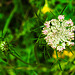 20230710 1674CPw [D~LIP] Möhre (Daucus carota), Bad Salzuflen