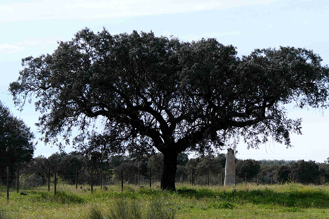 Menir da Bulhoa