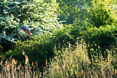 IMG 8273-FHD