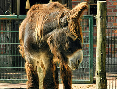 Zoogehege - HFF