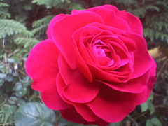 Bon dimanche Bon dimanche