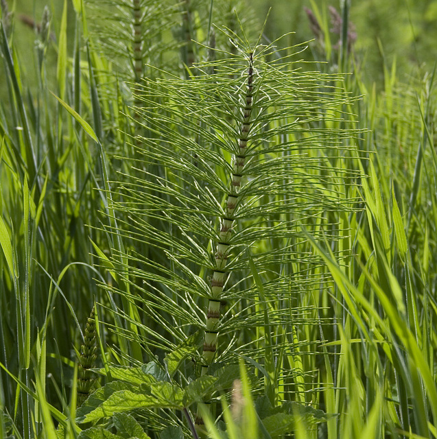 Field Horsetail 1