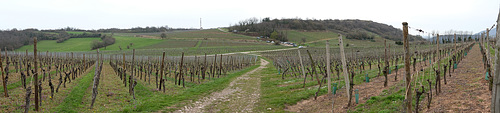 WESTHALTEN: Panoramique des vignes.