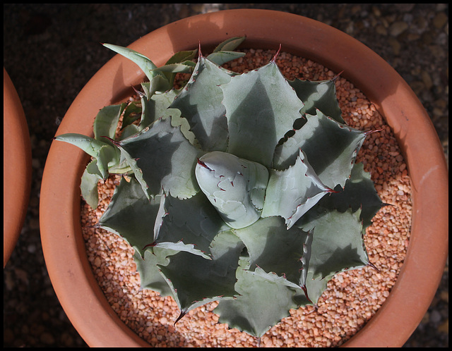 Agave isthmensis