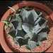 Agave isthmensis