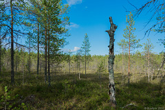 unterwegs auf dem Luontopolku Nature Trail im Hossa Nationalpark(© Buelipix)