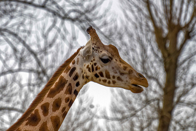 Giraffe close up