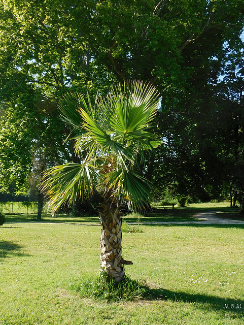 Palmier**********Trachycarpus fortunei*********