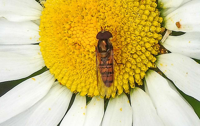 20200609 8308CPw [D~LIP] Schwebfliege {Hain-} (Episyphus balteatus), [Wander-, Winterschwebfliege], Bad Salzuflen