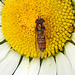 20200609 8308CPw [D~LIP] Schwebfliege {Hain-} (Episyphus balteatus), [Wander-, Winterschwebfliege], Bad Salzuflen