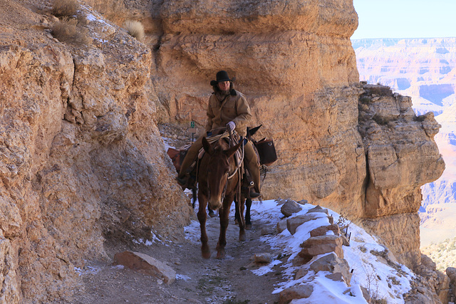 Mule Train, Grand Canyon