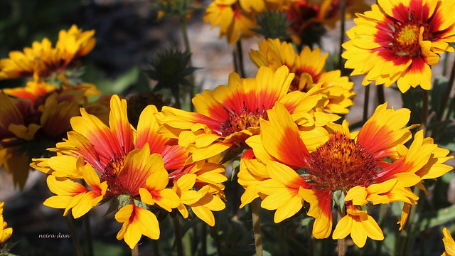 Gaillarde  .... Bon dimanche à tous