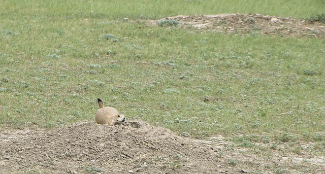 vigilant prairie dog