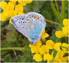 EF7A3607 Common Blue