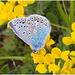 EF7A3607 Common Blue