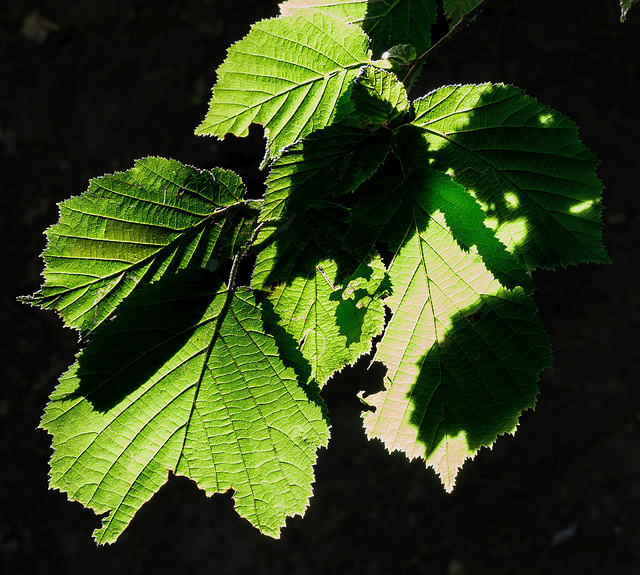 Licht und Schatten