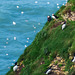 Puffins and Razorbills