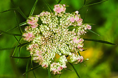 20230710 1675CPw [D~LIP] Möhre (Daucus carota), Bad Salzuflen